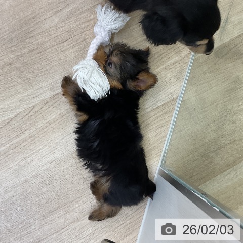 ヨークシャー・テリアの写真