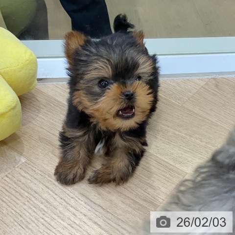 ヨークシャー・テリアの写真