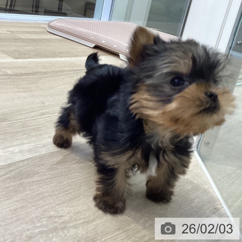 ヨークシャー・テリアの写真