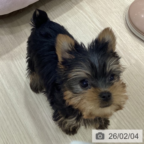 愛知県のヨークシャーテリア (ペットプラス イオンモール長久手店/2025年12月3日生まれ/女の子/スチールブルータン)の子犬の3枚目の画像