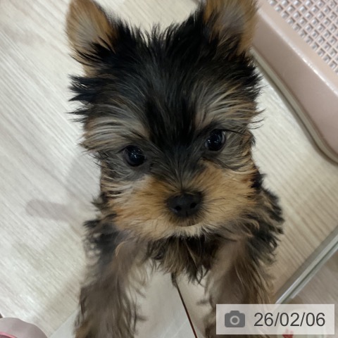 愛知県のヨークシャーテリア (ペットプラス イオンモール長久手店/2025年12月3日生まれ/女の子/スチールブルータン)の子犬の3枚目の画像