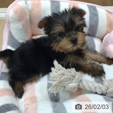 ヨークシャー・テリアの写真