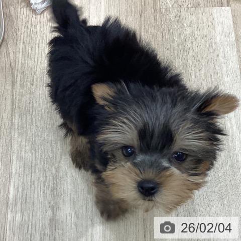 岐阜県のヨークシャーテリア (ペットプラス 各務原店/2025年12月3日生まれ/女の子/スチールブルータン)の子犬の4枚目の画像
