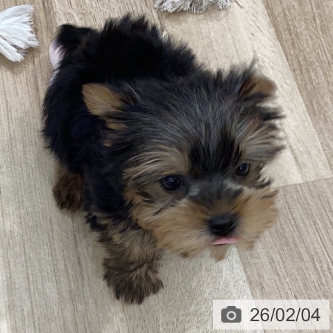 岐阜県のヨークシャーテリア (ペットプラス 各務原店/2025年12月3日生まれ/女の子/スチールブルータン)の子犬の3枚目の画像