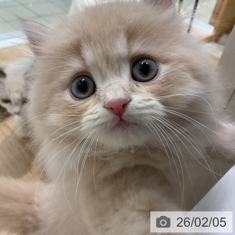 ラガマフィンの写真