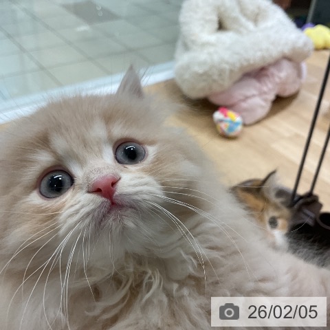 ラガマフィンの写真