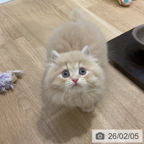 ラガマフィンの写真