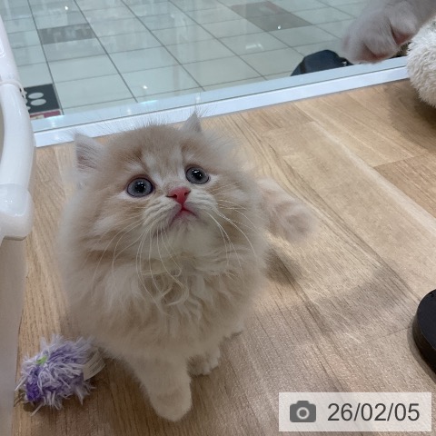 ラガマフィンの写真