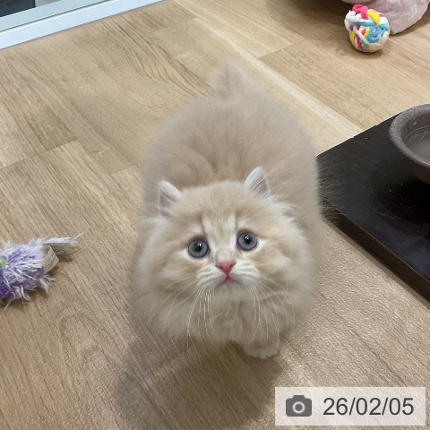 ラガマフィンの写真