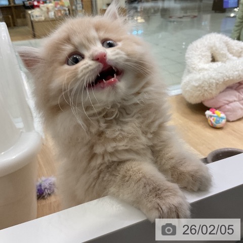 ラガマフィンの写真