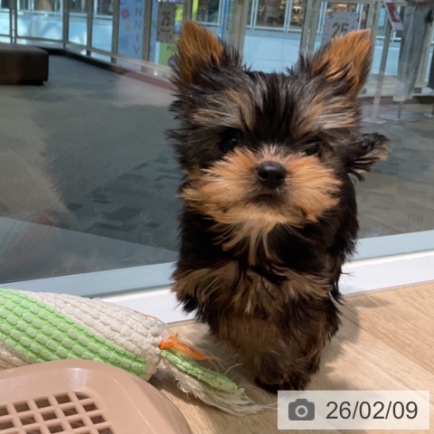 愛知県のヨークシャーテリア (ペットプラス 岡崎店/2025年12月3日生まれ/女の子/スチールブルータン)の子犬の3枚目の画像