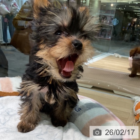 愛知県のヨークシャーテリア (ペットプラス 岡崎店/2025年12月3日生まれ/女の子/スチールブルータン)の子犬の3枚目の画像