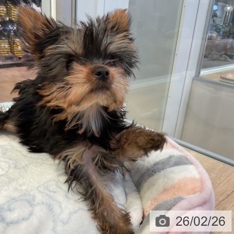愛知県のヨークシャーテリア (ペットプラス 岡崎店/2025年12月3日生まれ/女の子/スチールブルータン)の子犬の3枚目の画像