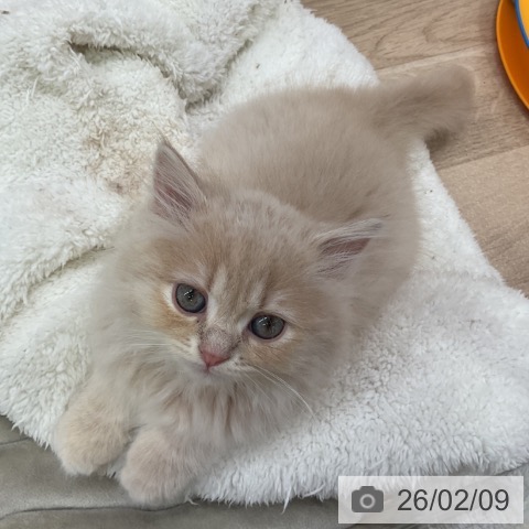 愛知県のラガマフィン (ペットプラス 岡崎店/2025年12月2日生まれ/女の子/クリームタビー)の子猫の4枚目の画像