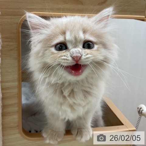 ラガマフィンの写真