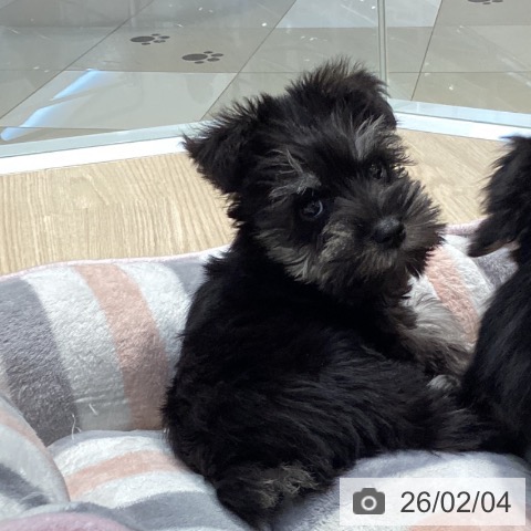 愛知県のミニチュアシュナウザー (ペットプラス イオンモール長久手店/2025年12月4日生まれ/男の子/ブラックシルバー)の子犬の3枚目の画像