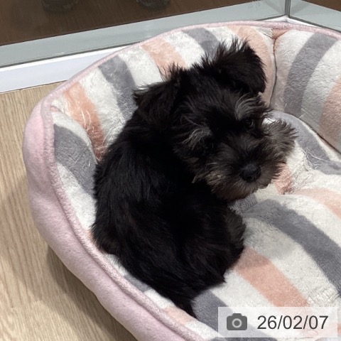 愛知県のミニチュアシュナウザー (ペットプラス イオンモール長久手店/2025年12月4日生まれ/男の子/ブラックシルバー)の子犬の4枚目の画像