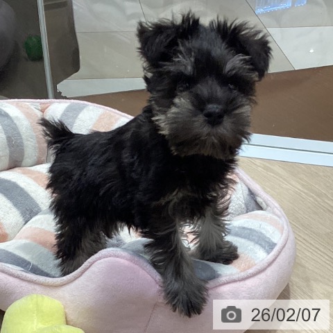 愛知県のミニチュアシュナウザー (ペットプラス イオンモール長久手店/2025年12月4日生まれ/男の子/ブラックシルバー)の子犬の3枚目の画像