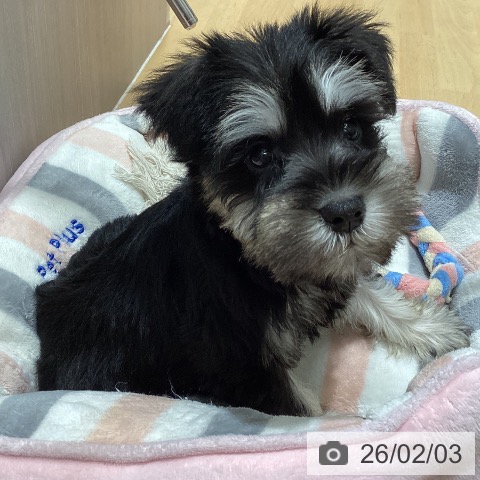 石川県のミニチュアシュナウザー (ペットプラス 新小松店/2025年12月4日生まれ/男の子/ブラックシルバー)の子犬の4枚目の画像