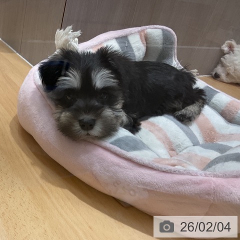 石川県のミニチュアシュナウザー (ペットプラス 新小松店/2025年12月4日生まれ/男の子/ブラックシルバー)の子犬の3枚目の画像