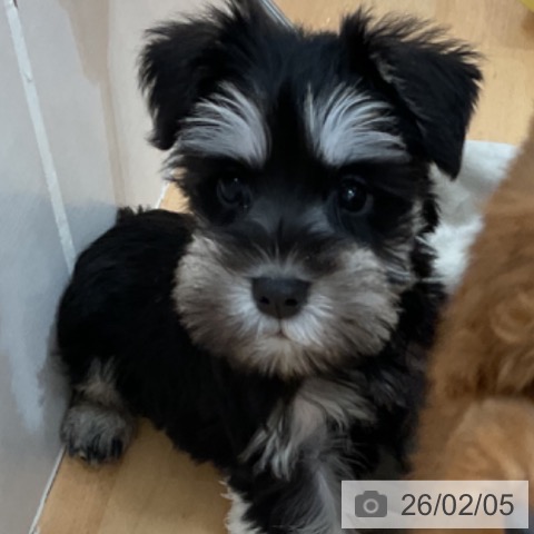 石川県のミニチュアシュナウザー (ペットプラス 新小松店/2025年12月4日生まれ/男の子/ブラックシルバー)の子犬の3枚目の画像