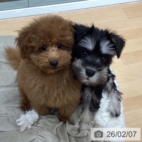 石川県のミニチュアシュナウザー (ペットプラス 新小松店/2025年12月4日生まれ/男の子/ブラックシルバー)の子犬の3枚目の画像