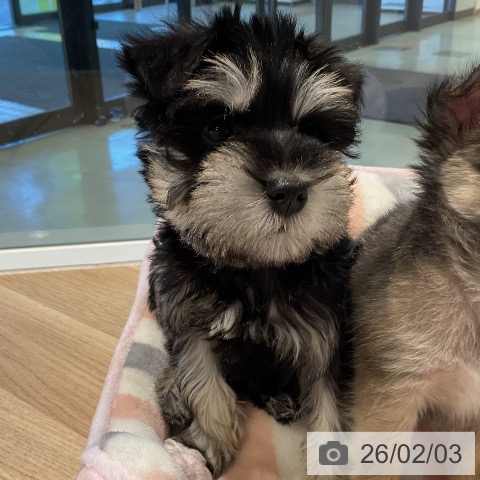 ミニチュア・シュナウザーの写真