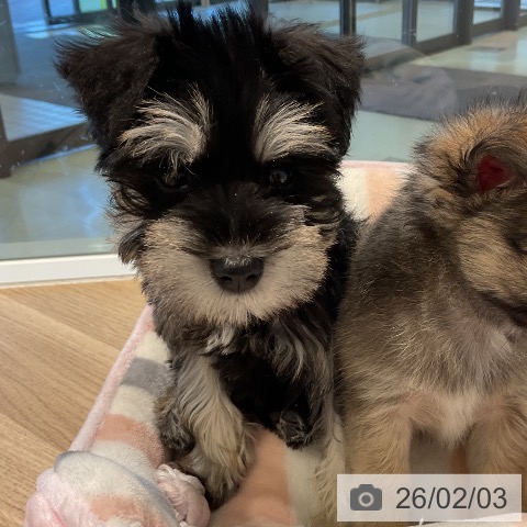 ミニチュア・シュナウザーの写真