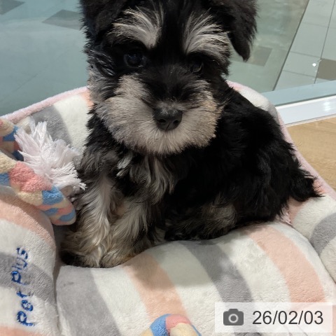 ミニチュア・シュナウザーの写真