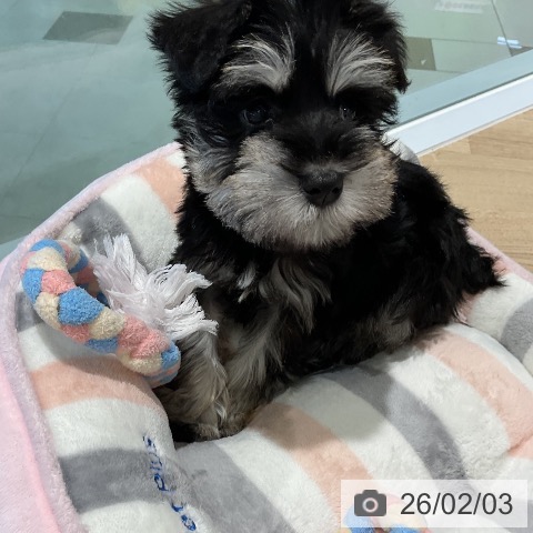 ミニチュア・シュナウザーの写真