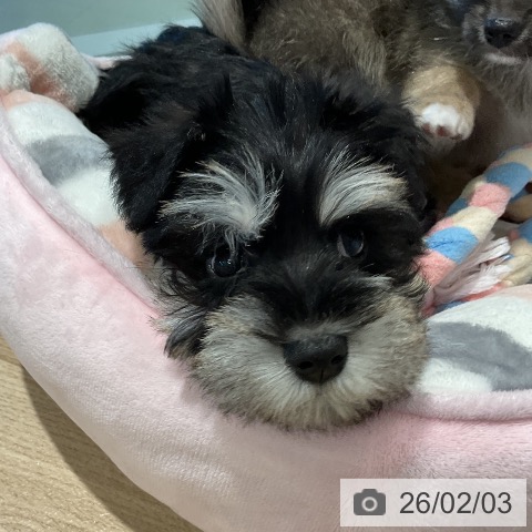 ミニチュア・シュナウザーの写真