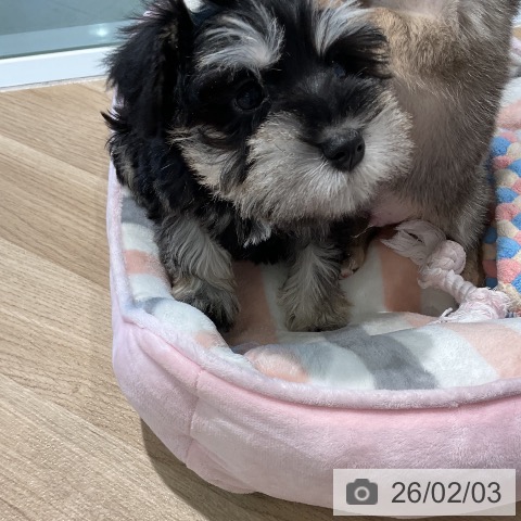 ミニチュア・シュナウザーの写真