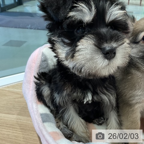 ミニチュア・シュナウザーの写真