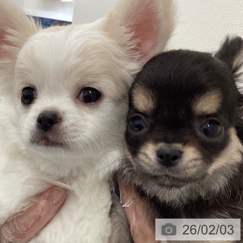 富山県のチワワ(ロング) (ペットプラス 高岡店/2025年12月4日生まれ/男の子/クリームホワイト)の子犬の4枚目の画像