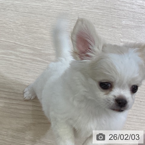 富山県のチワワ(ロング) (ペットプラス 高岡店/2025年12月4日生まれ/男の子/クリームホワイト)の子犬の3枚目の画像