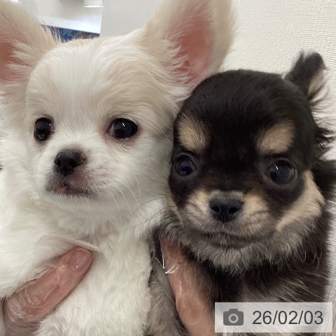 富山県のチワワ(ロング) (ペットプラス 高岡店/2025年12月4日生まれ/男の子/ブラックタン)の子犬の4枚目の画像