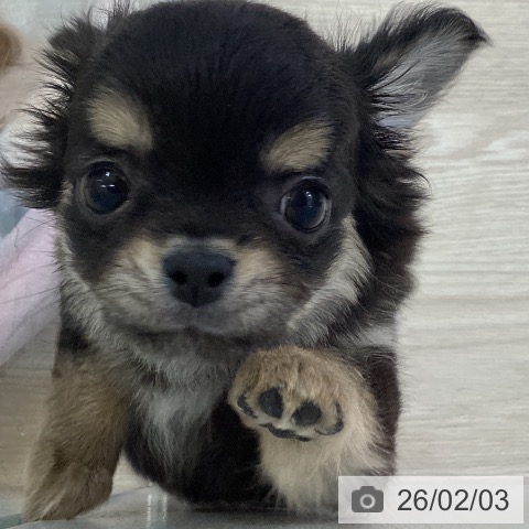 富山県のチワワ(ロング) (ペットプラス 高岡店/2025年12月4日生まれ/男の子/ブラックタン)の子犬の3枚目の画像