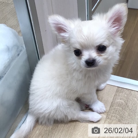 岐阜県のチワワ(ロング) (ペットプラス 各務原店/2025年12月4日生まれ/男の子/クリームホワイト)の子犬の4枚目の画像