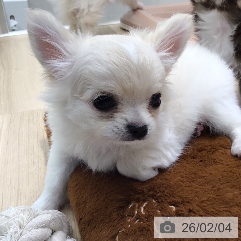 岐阜県のチワワ(ロング) (ペットプラス 各務原店/2025年12月4日生まれ/男の子/クリームホワイト)の子犬の3枚目の画像