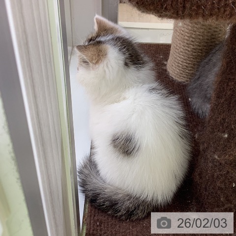 エキゾチックの写真