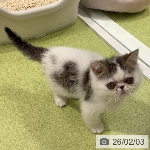 エキゾチックの写真