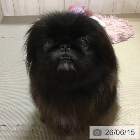 ペキニーズの写真