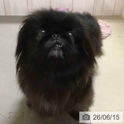 ペキニーズの写真