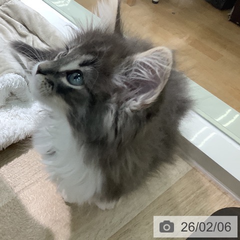 宮崎県のノルウェージャンフォレストキャット (ペットプラス 宮崎店/2025年11月30日生まれ/男の子/ブルータビーホワイト)の子猫の4枚目の画像