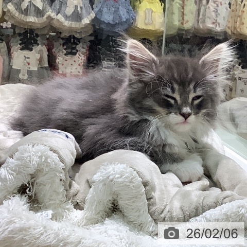 宮崎県のノルウェージャンフォレストキャット (ペットプラス 宮崎店/2025年11月30日生まれ/男の子/ブルータビーホワイト)の子猫の3枚目の画像