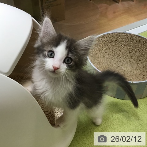 沖縄県のノルウェージャンフォレストキャット (ペットプラス 沖縄ライカム店/2025年11月30日生まれ/男の子/ブルータビーホワイト)の子猫の4枚目の画像