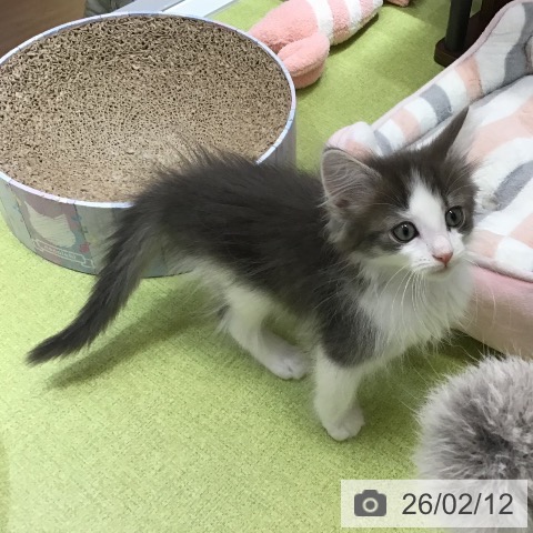 沖縄県のノルウェージャンフォレストキャット (ペットプラス 沖縄ライカム店/2025年11月30日生まれ/男の子/ブルータビーホワイト)の子猫の3枚目の画像