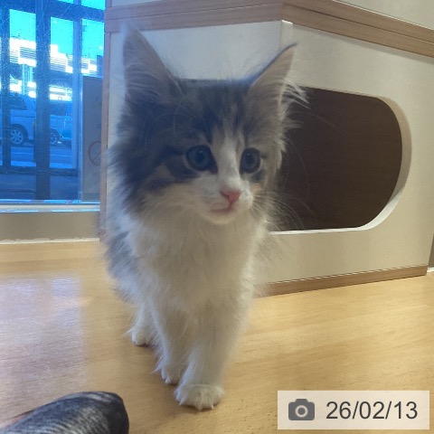 鹿児島県のノルウェージャンフォレストキャット (ペットプラス 姶良店/2025年11月30日生まれ/女の子/ブルータビーホワイト)の子猫の3枚目の画像