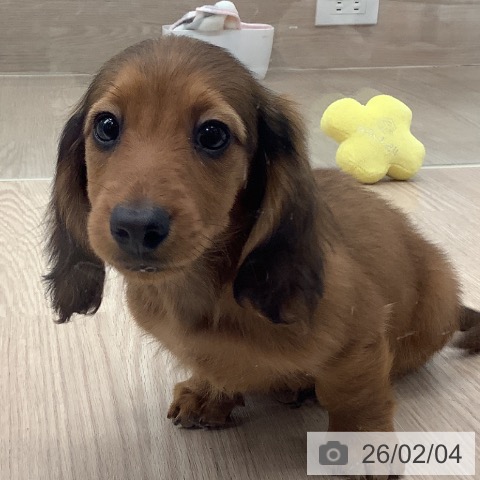 ミニチュア・ダックスフンドの写真