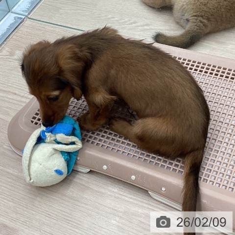 埼玉県のミニチュアダックスフンド(ロング) (ペットプラス 川口店/2025年12月4日生まれ/男の子/レッド)の子犬の4枚目の画像